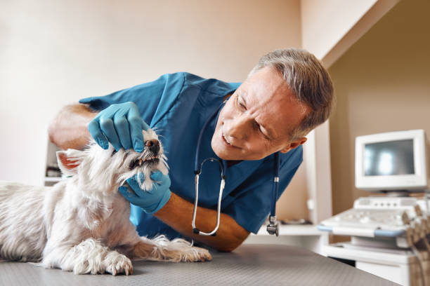 Best Emergency Dentist for Knocked-Out Tooth in Boles Acres, NM